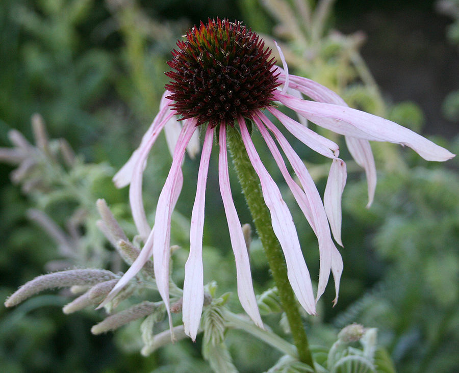 Pale Purple Coneflower
